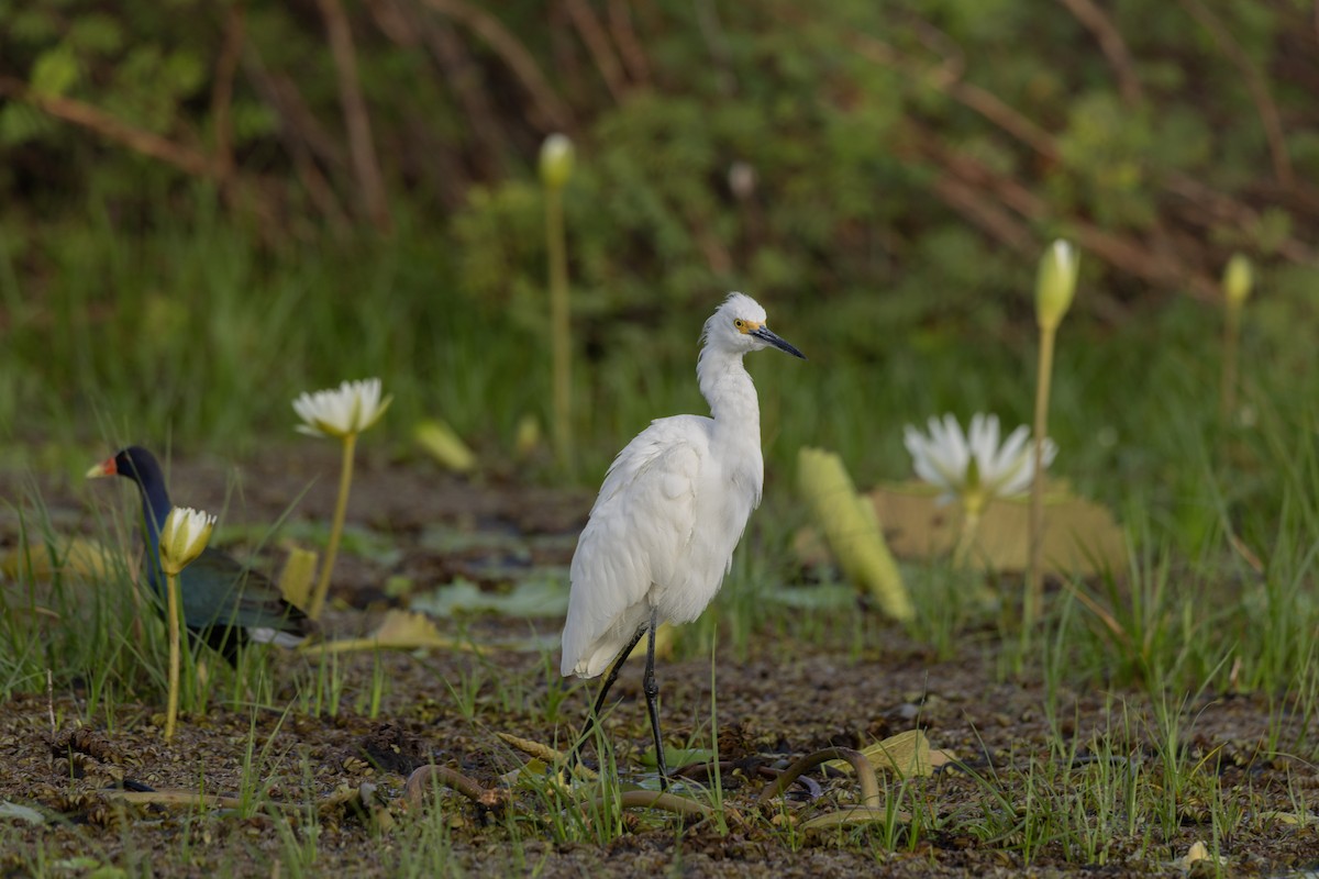 Great Egret - ML652542156