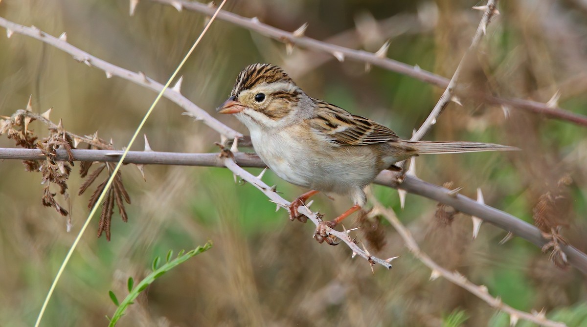 ウスヒメドリ - ML652542404