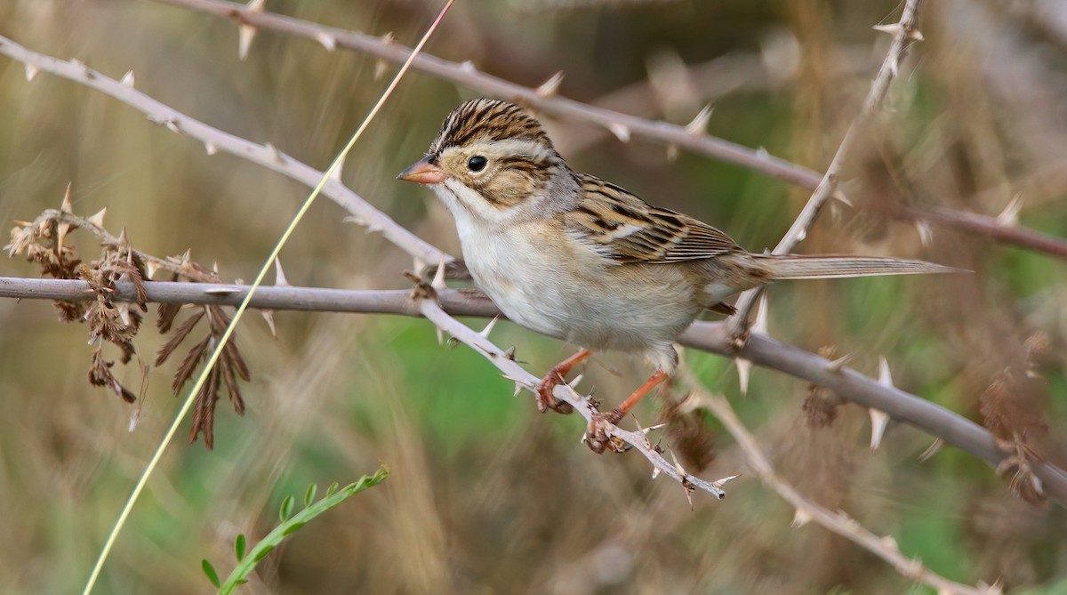 ウスヒメドリ - ML652542405