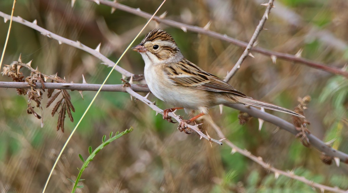 ウスヒメドリ - ML652542406