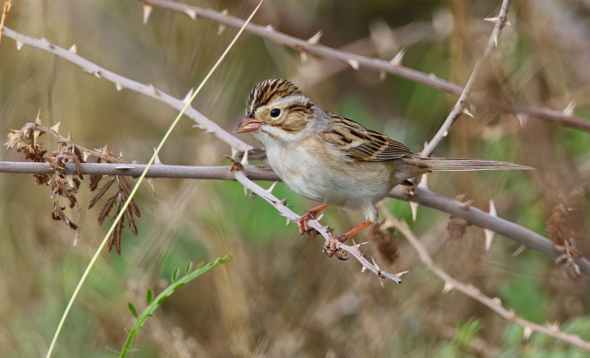 ウスヒメドリ - ML652542407