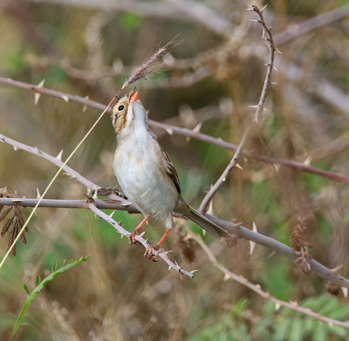 ウスヒメドリ - ML652542408