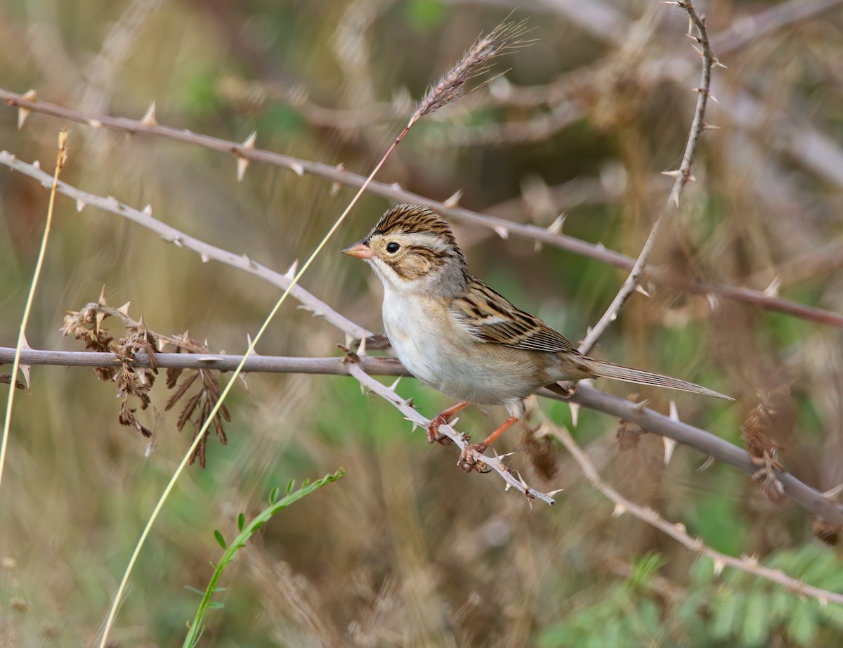 ウスヒメドリ - ML652542409