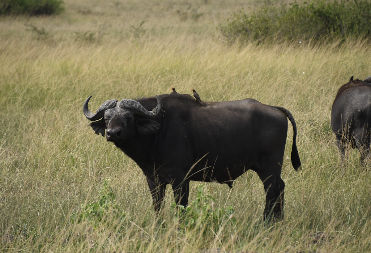 Yellow-billed Oxpecker - ML652542639