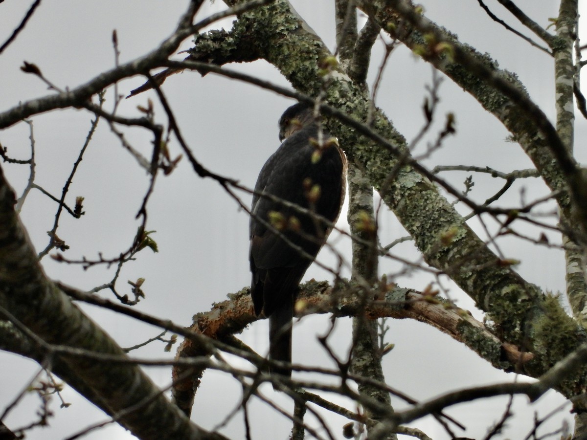 Sharp-shinned Hawk - ML652543134