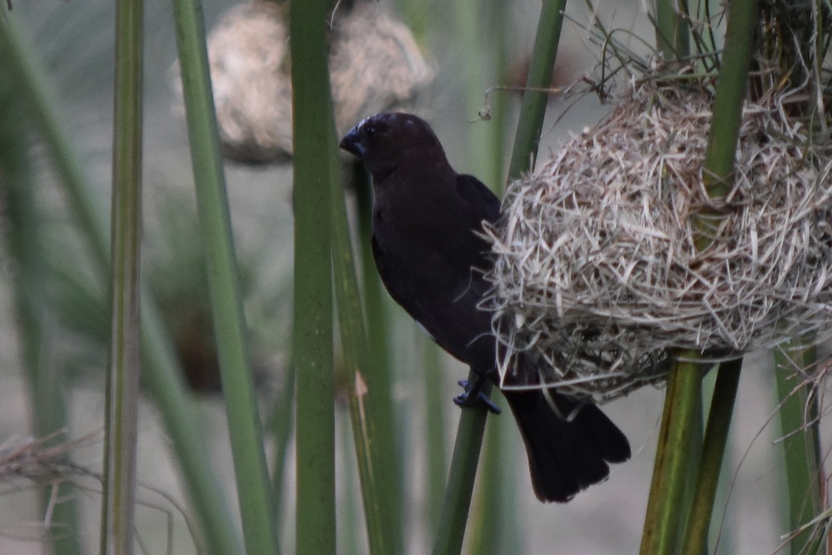 tykknebbvever - ML652543368