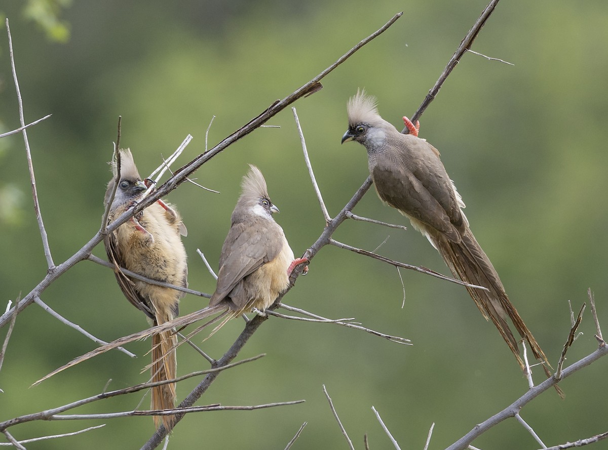 Чепіга бурокрила - ML652543457