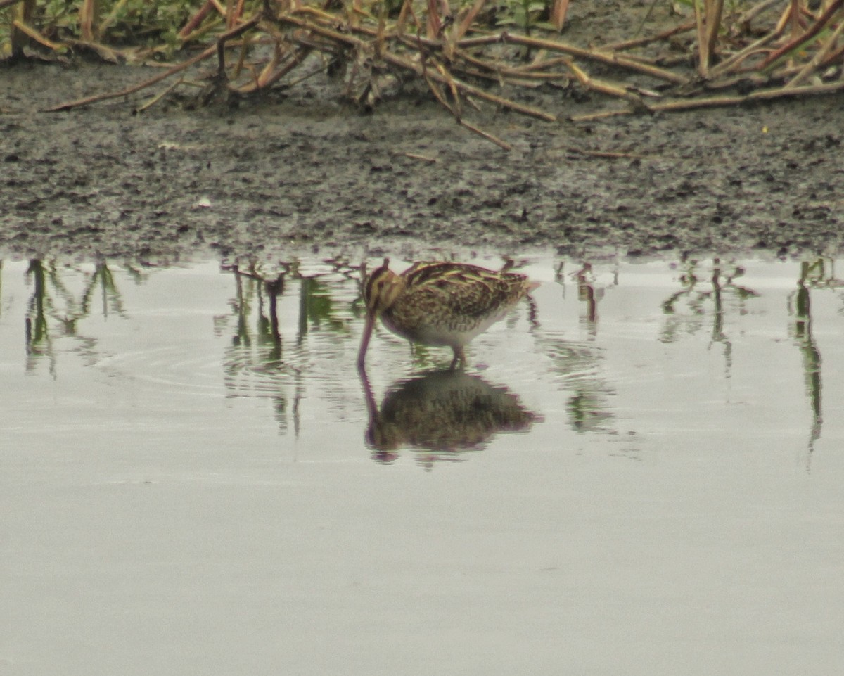 パラグアイタシギ - ML652543673