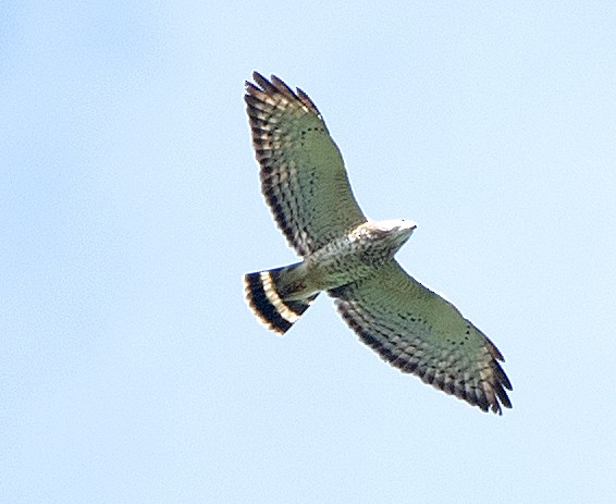 Busardo Aliancho - ML652544083