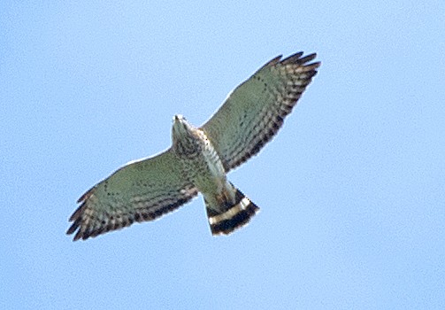 Busardo Aliancho - ML652544084