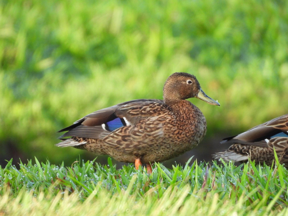 Hawaiian Duck - Dan Wilson-Fey