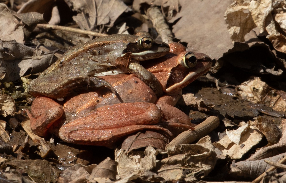 Wood Frog - ML652544240
