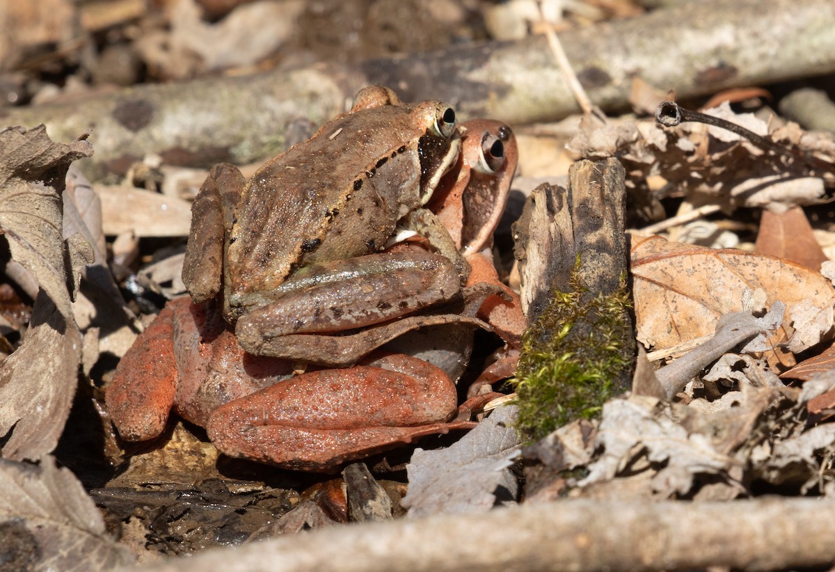 Wood Frog - ML652544241