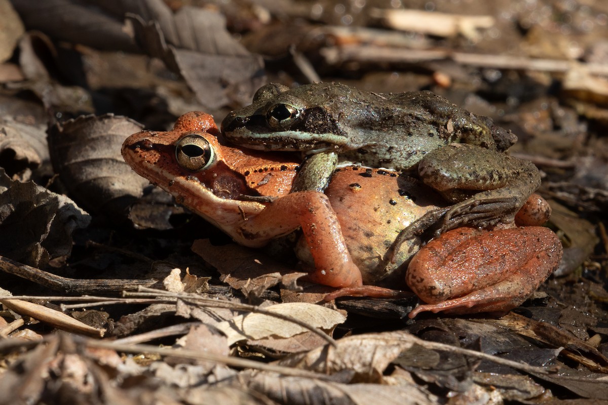 Wood Frog - ML652544242