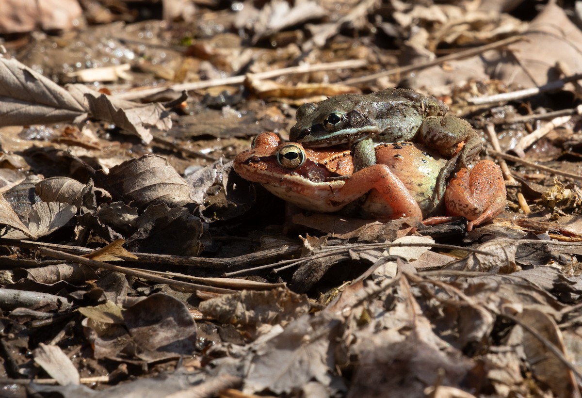 Wood Frog - ML652544243