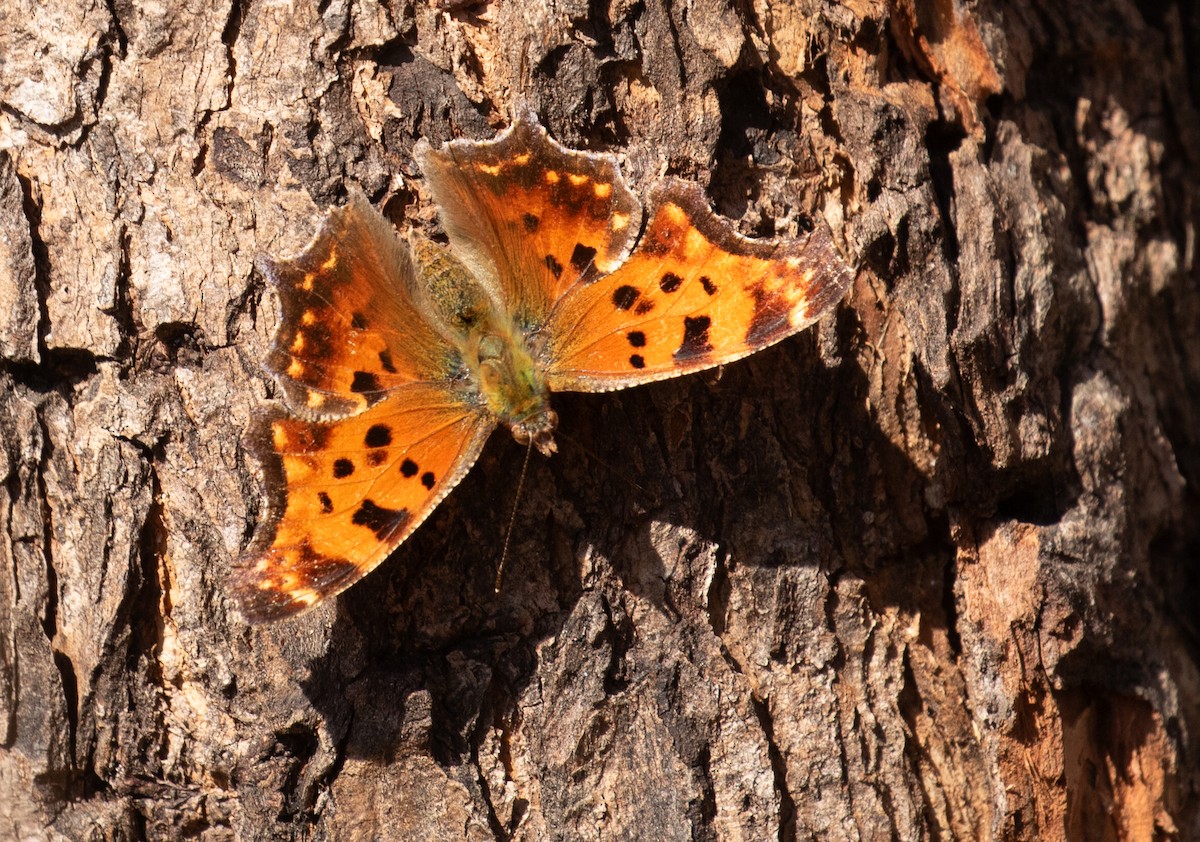 Eastern Comma - ML652544344