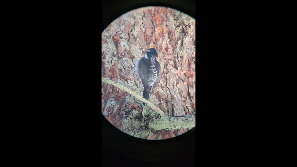 eBird Checklist - 10 Mar 2026 - Barred Island Preserve (IHT/TNC), Deer ...