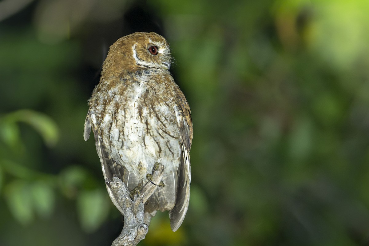 výreček antilský - ML652544523