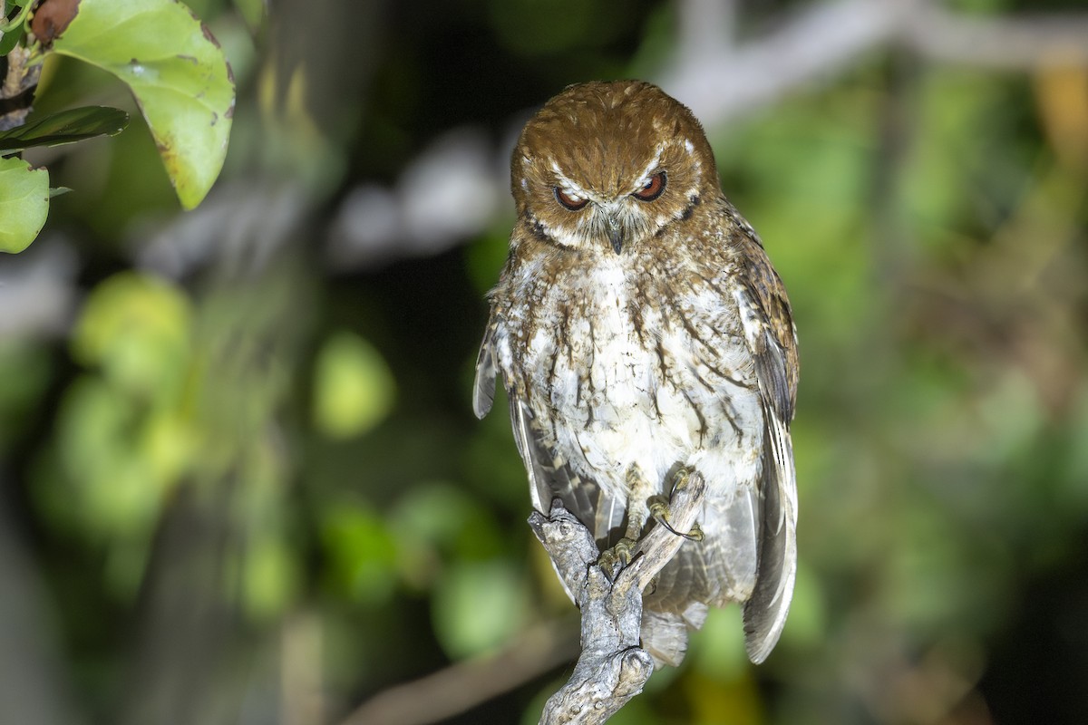 výreček antilský - ML652544524