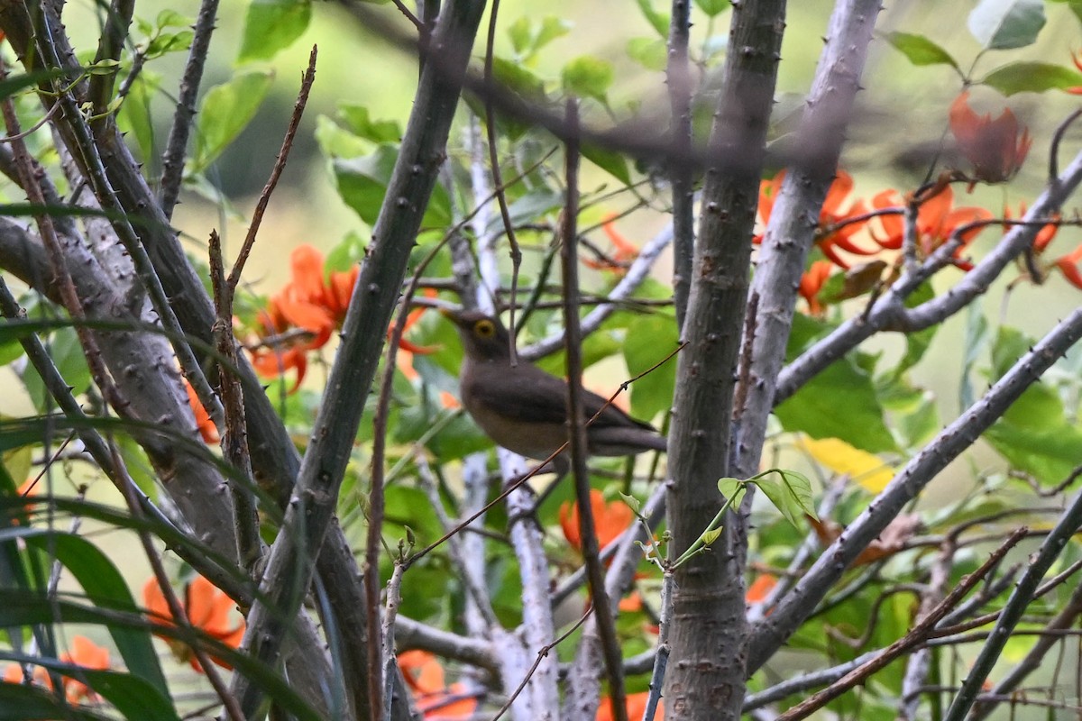 Zorzal Caripelado - ML652545078