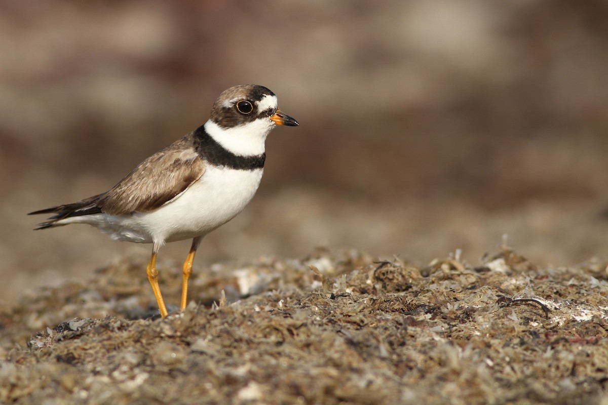 Semipalmated Plover - ML65254521