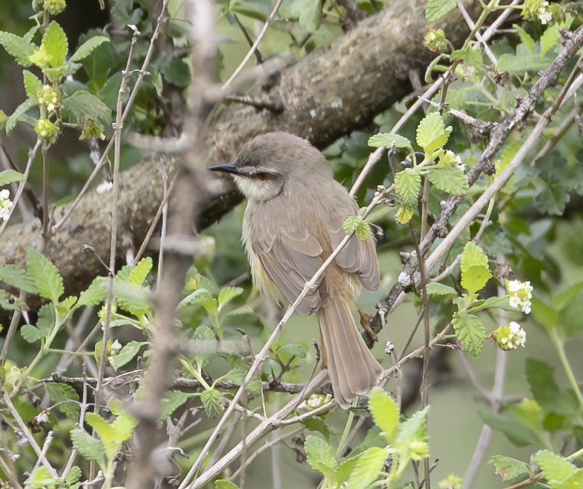 Tawny-flanked Prinia - ML652545267