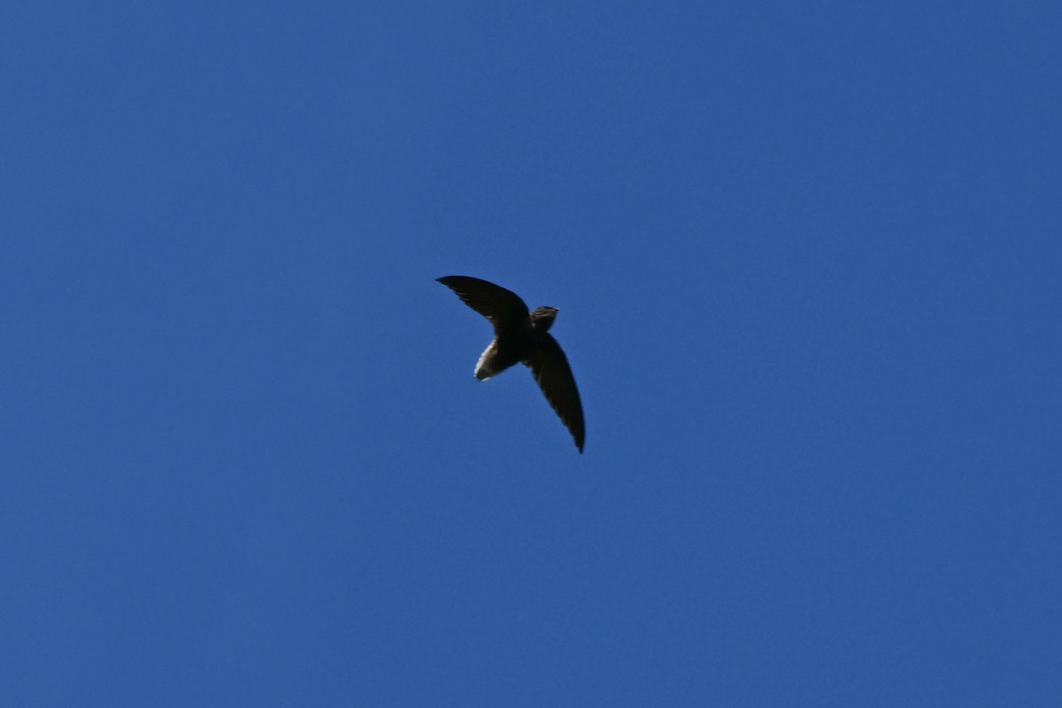 Vencejo Rabón - ML652545530