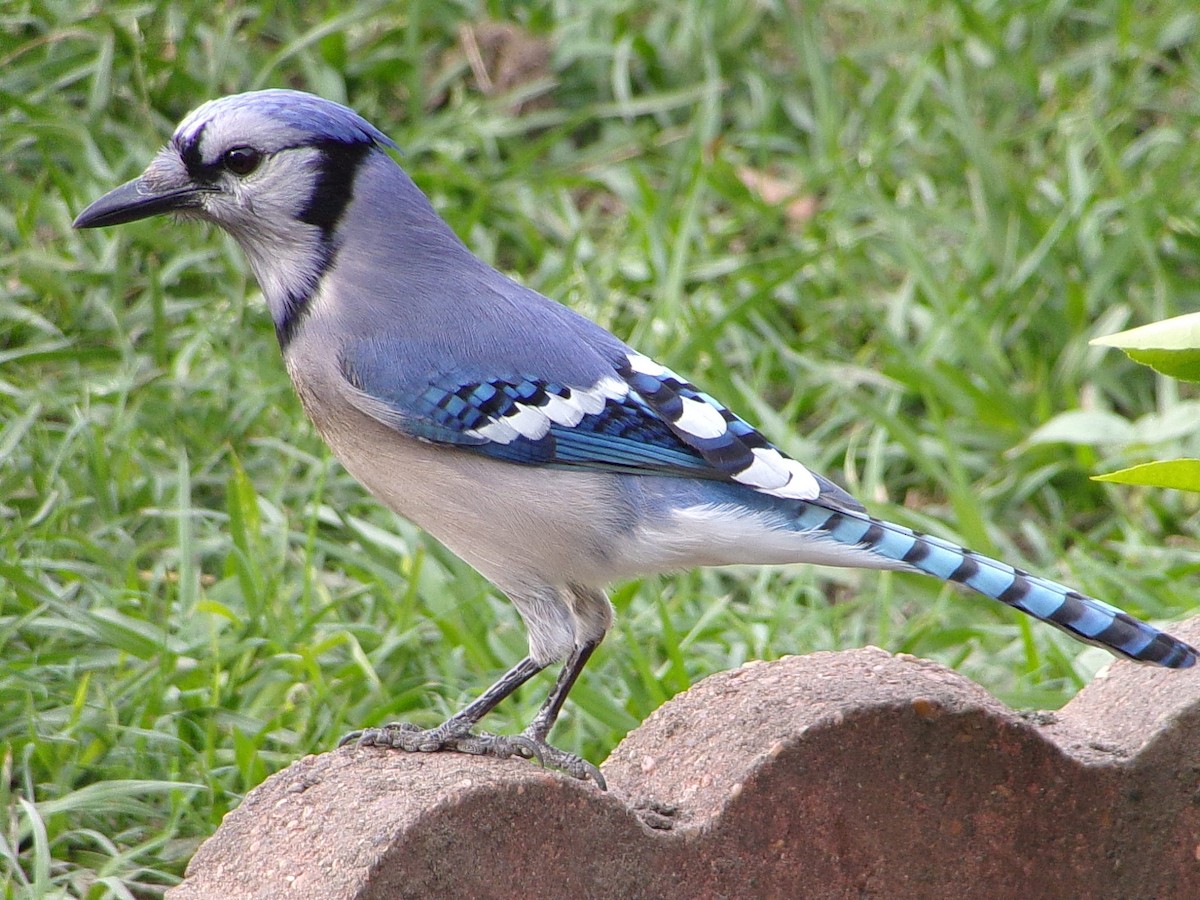 Blue Jay - ML652545740
