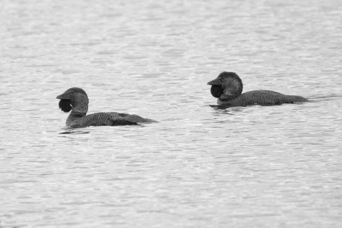 Musk Duck - ML652545778