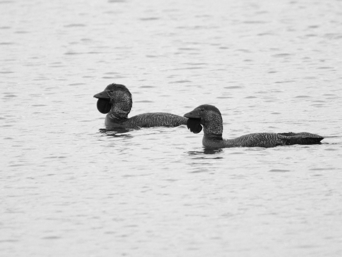 Musk Duck - ML652545779
