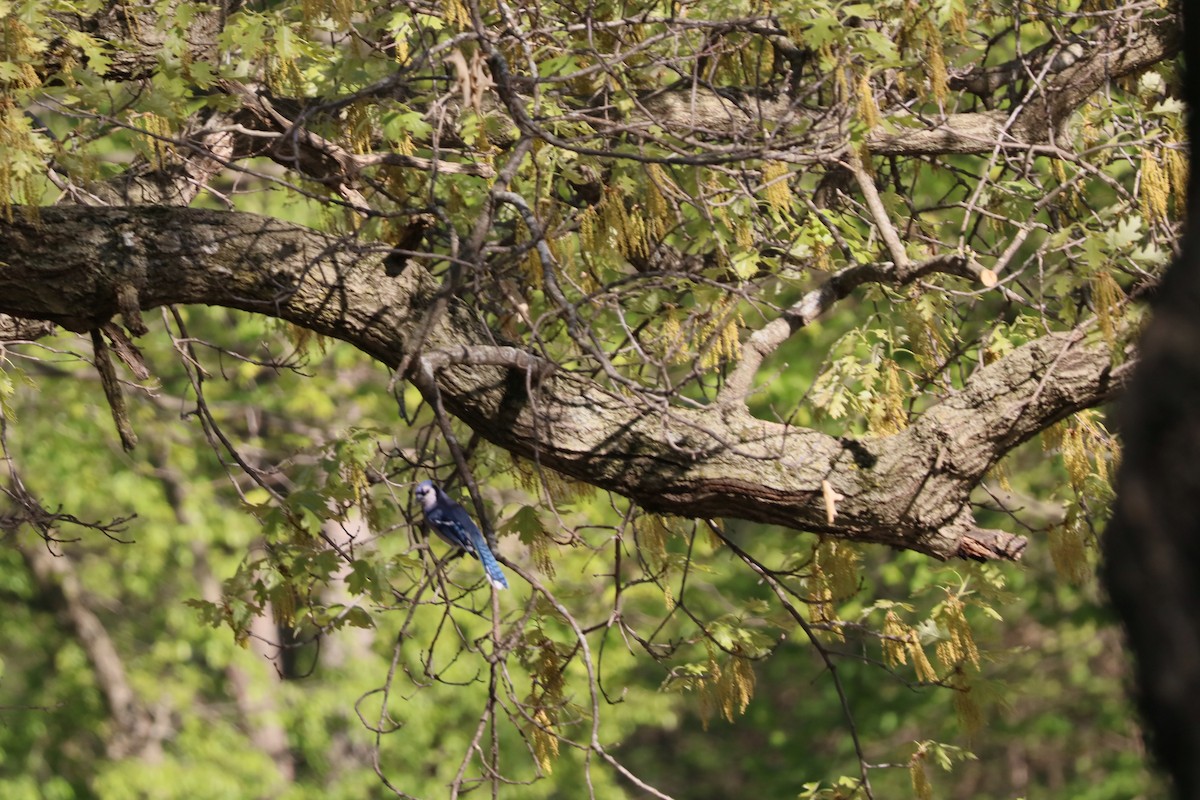 Blue Jay - ML652545784