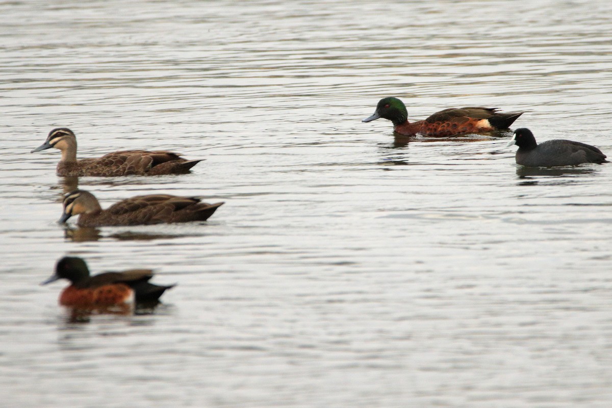 Pacific Black Duck - ML652545803