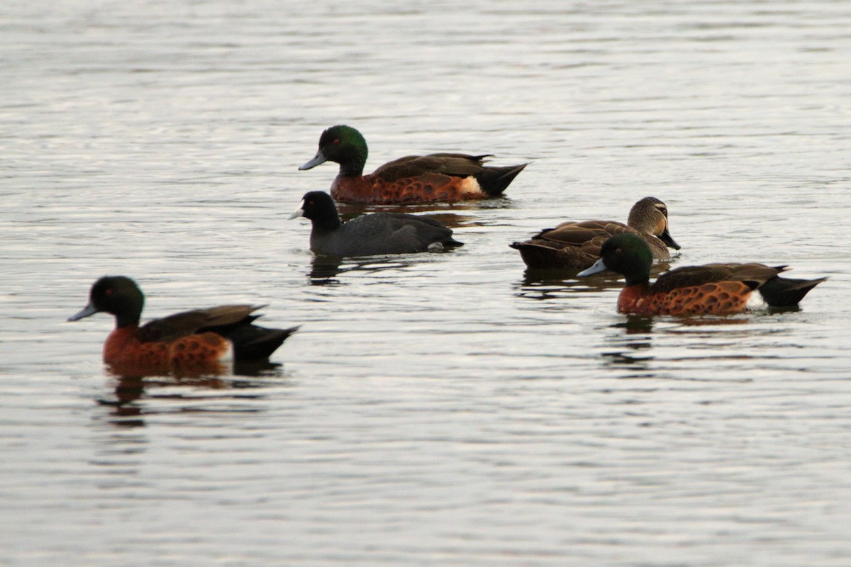 Eurasian Coot - ML652545807