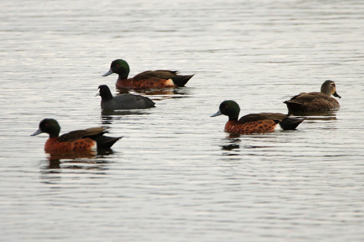 Chestnut Teal - ML652545816