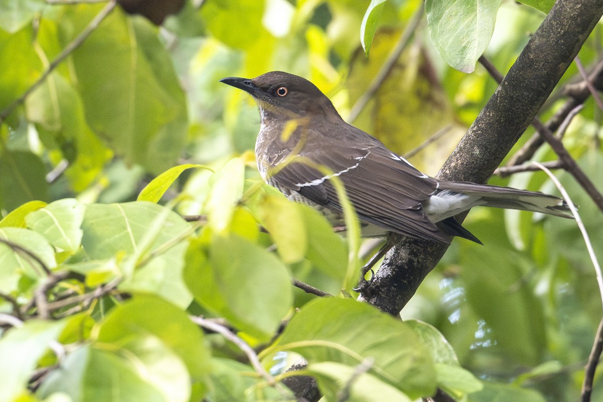 Cuitlacoche Oscuro - ML652546125