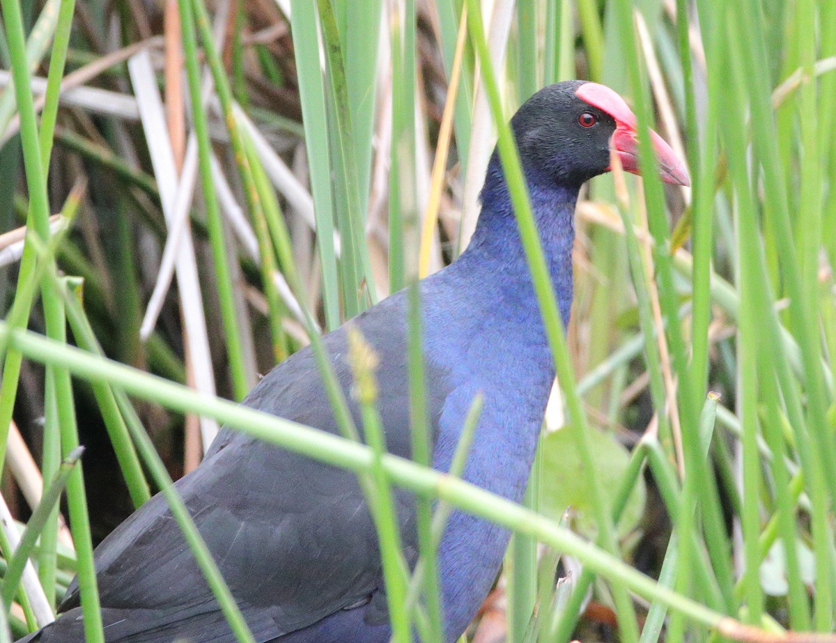 Australasian Swamphen - ML652546476