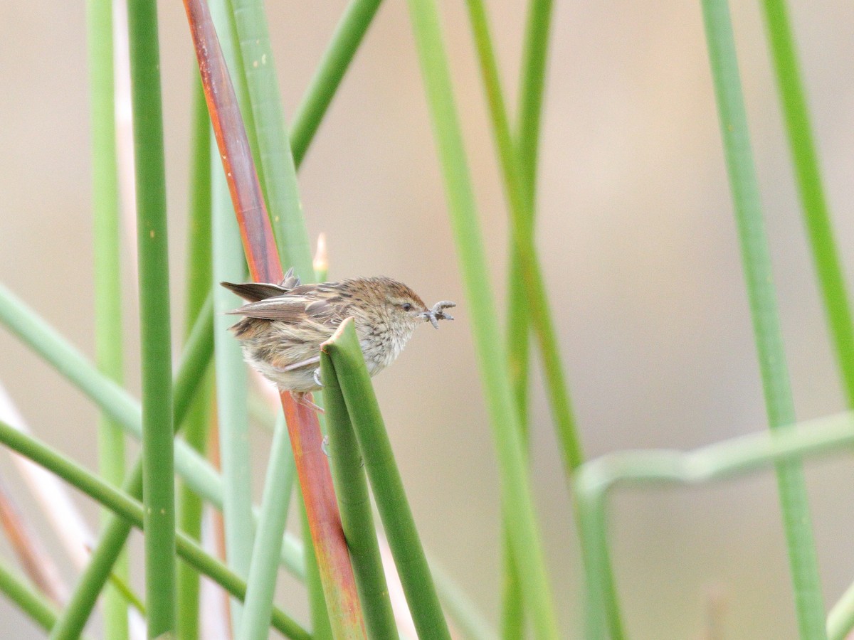 Little Grassbird - ML652546480