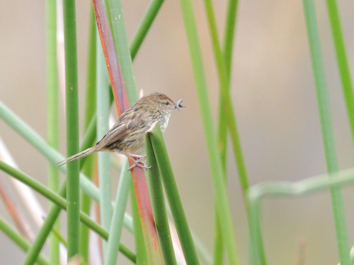 Little Grassbird - ML652546481