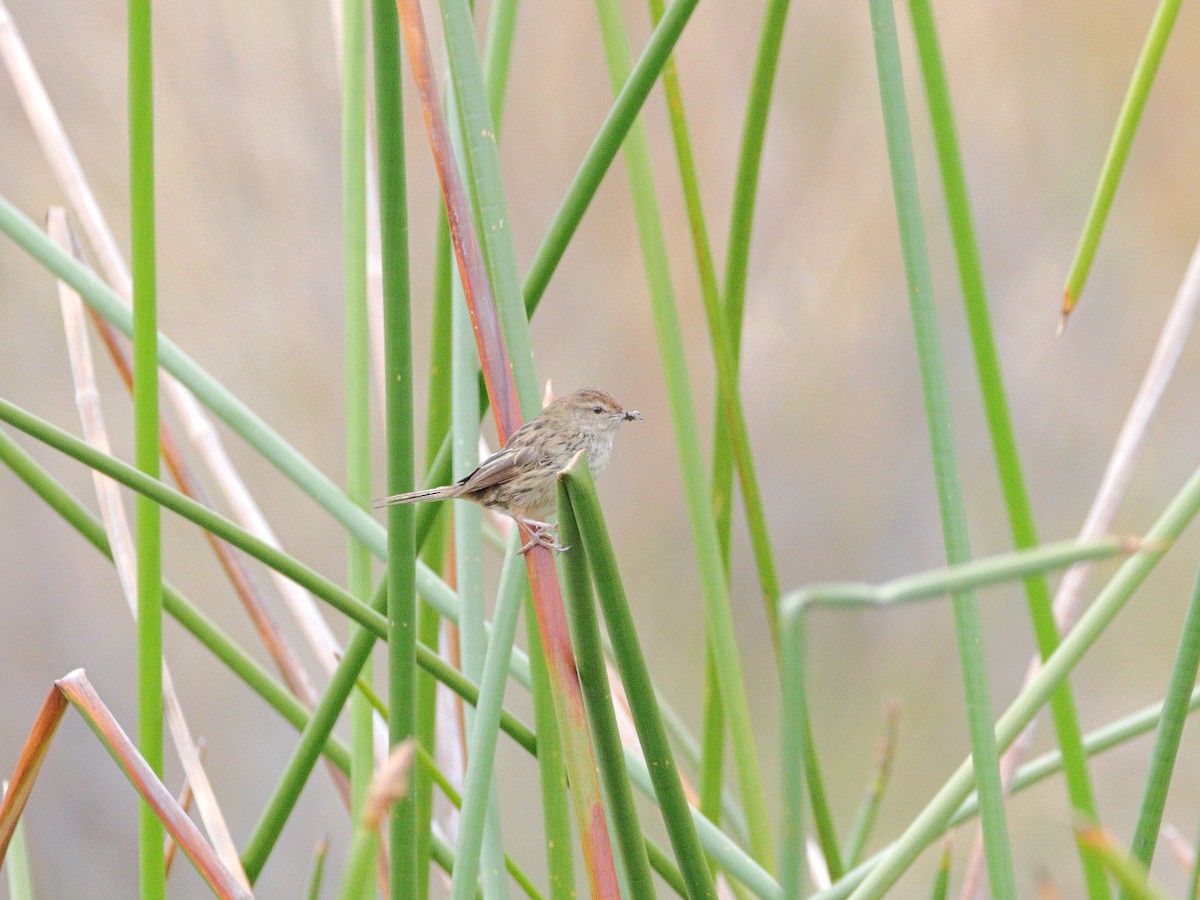 Little Grassbird - ML652546482