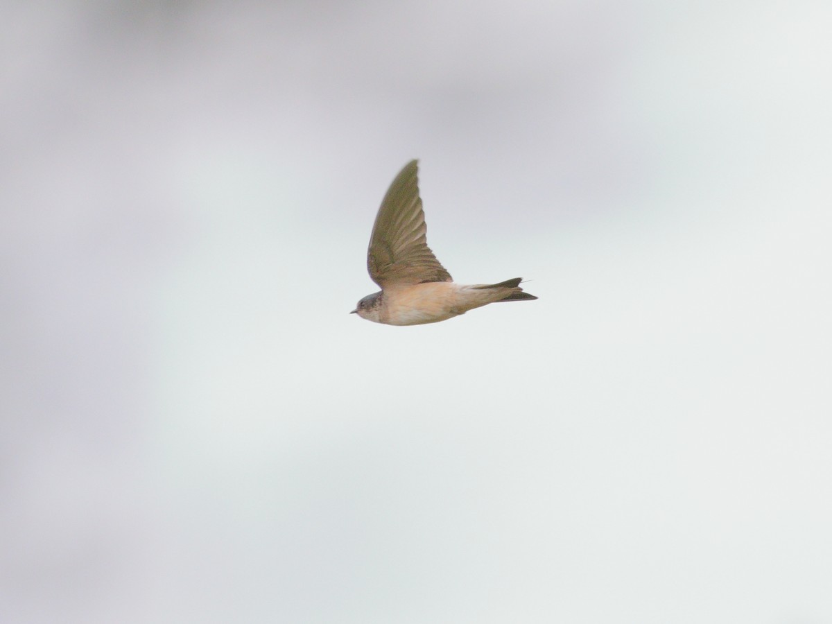 Tree Martin - ML652546485