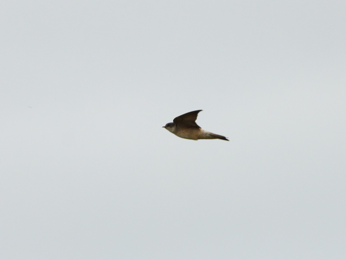 Tree Martin - ML652546487