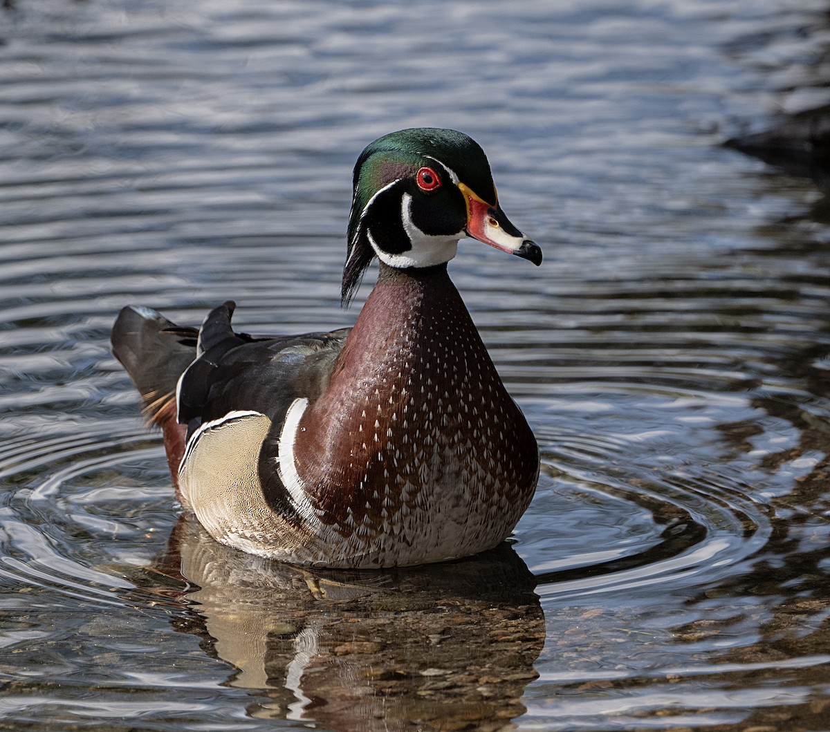 Wood Duck - ML652546562