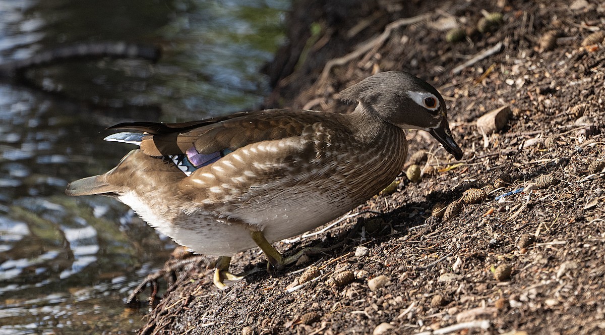 Wood Duck - ML652546563