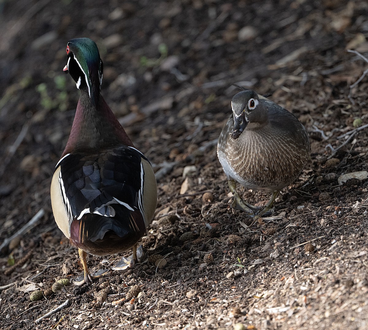Wood Duck - ML652546564