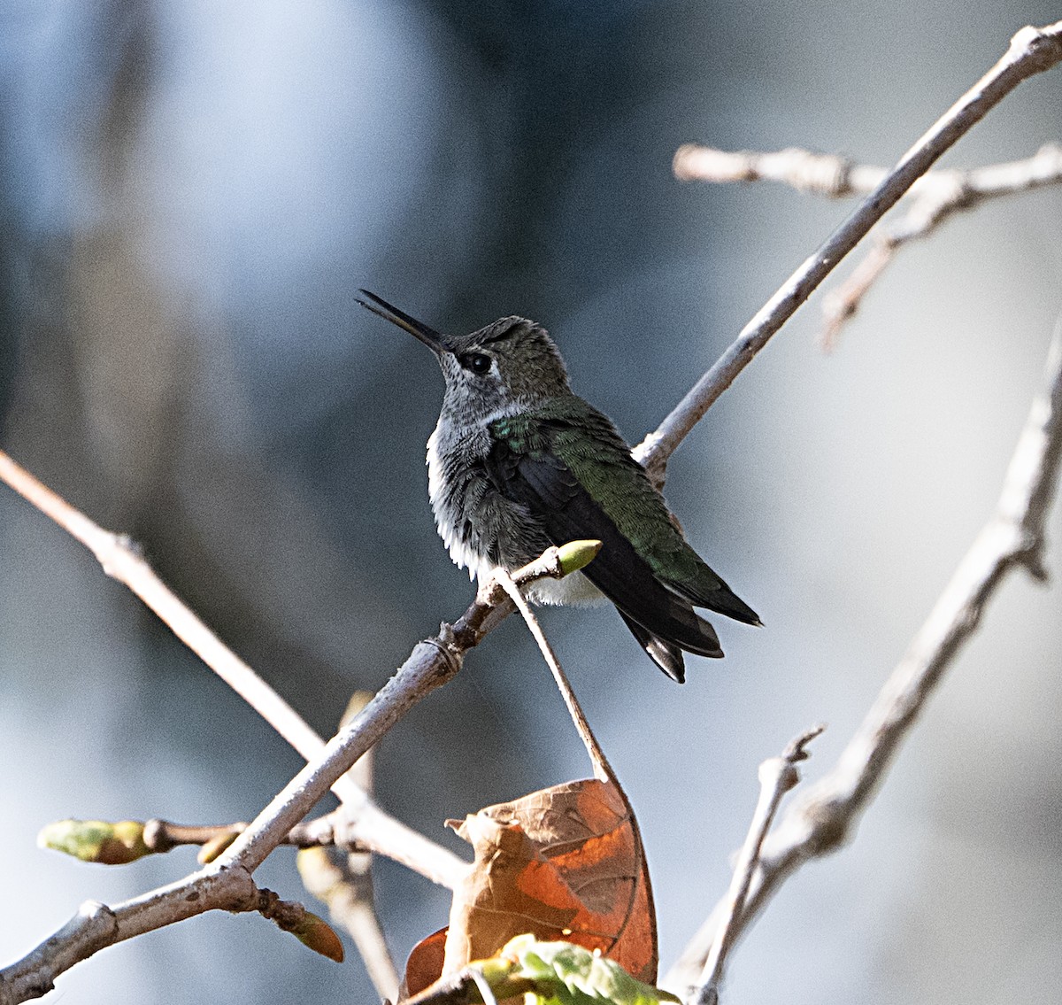 Anna's Hummingbird - ML652546578