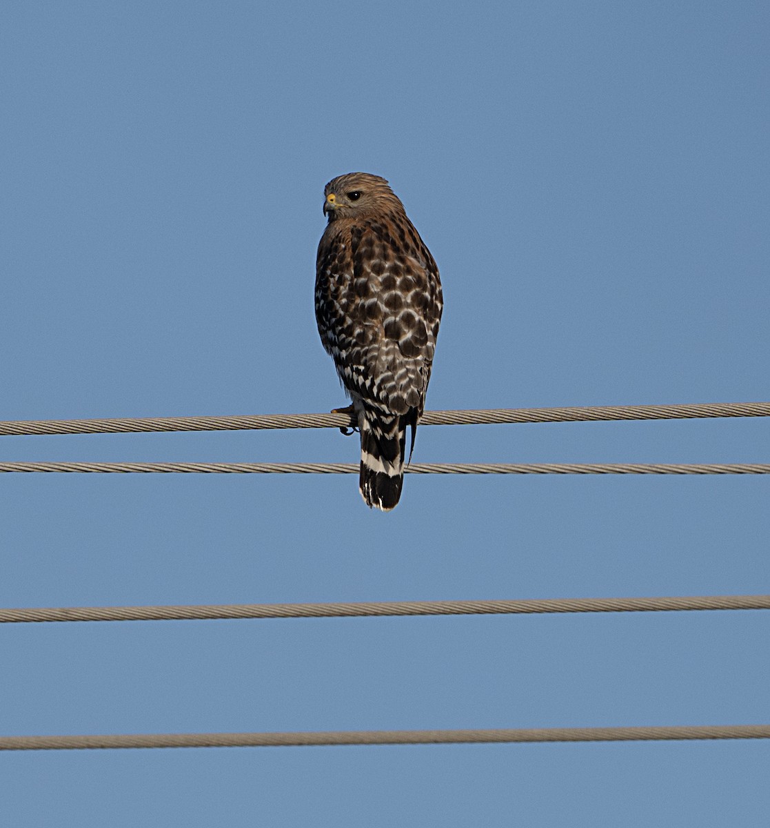 Red-shouldered Hawk - ML652546597