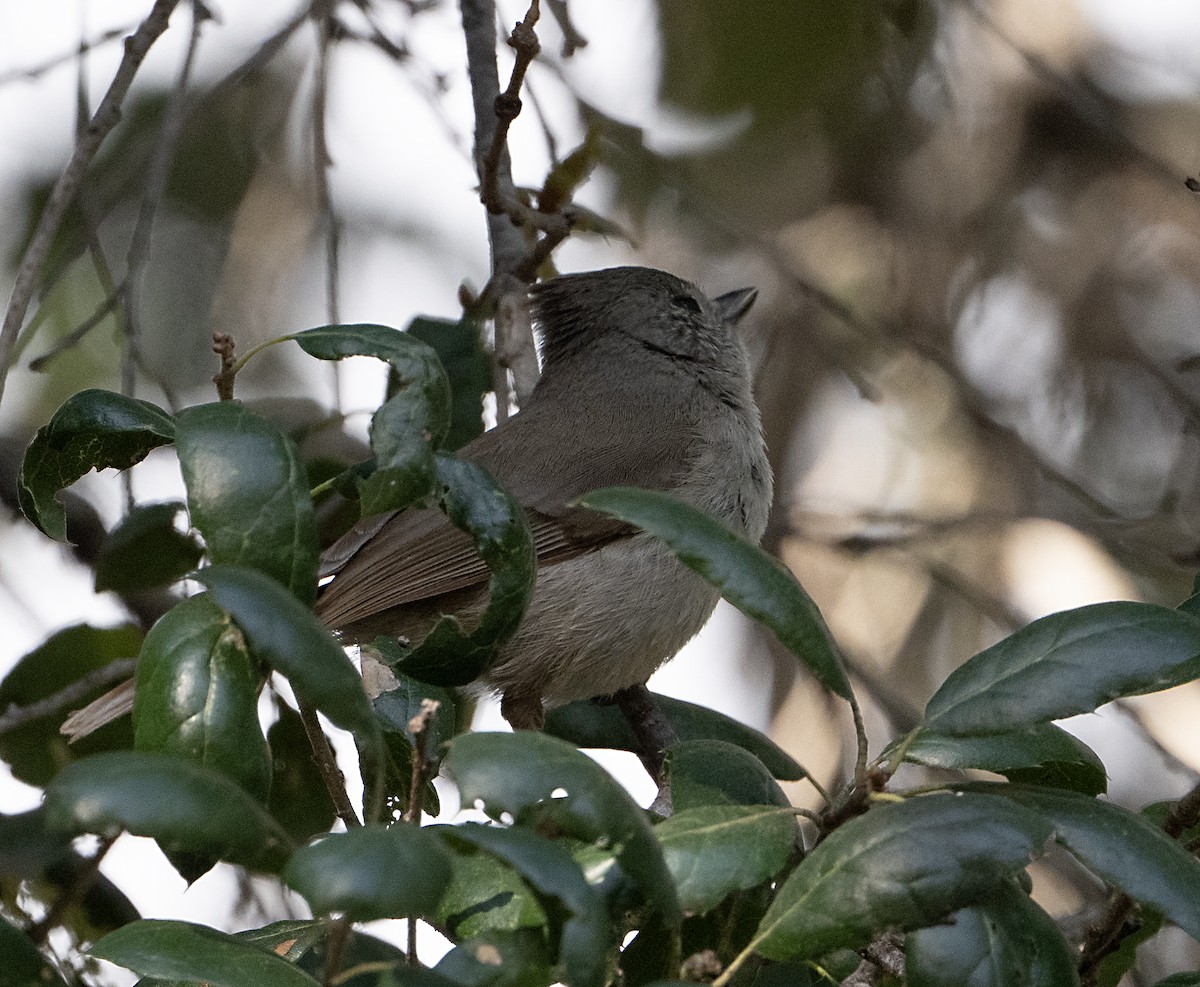 Oak Titmouse - ML652546613