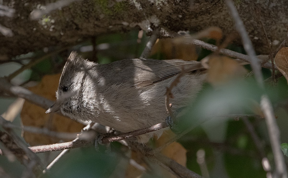 Oak Titmouse - ML652546614