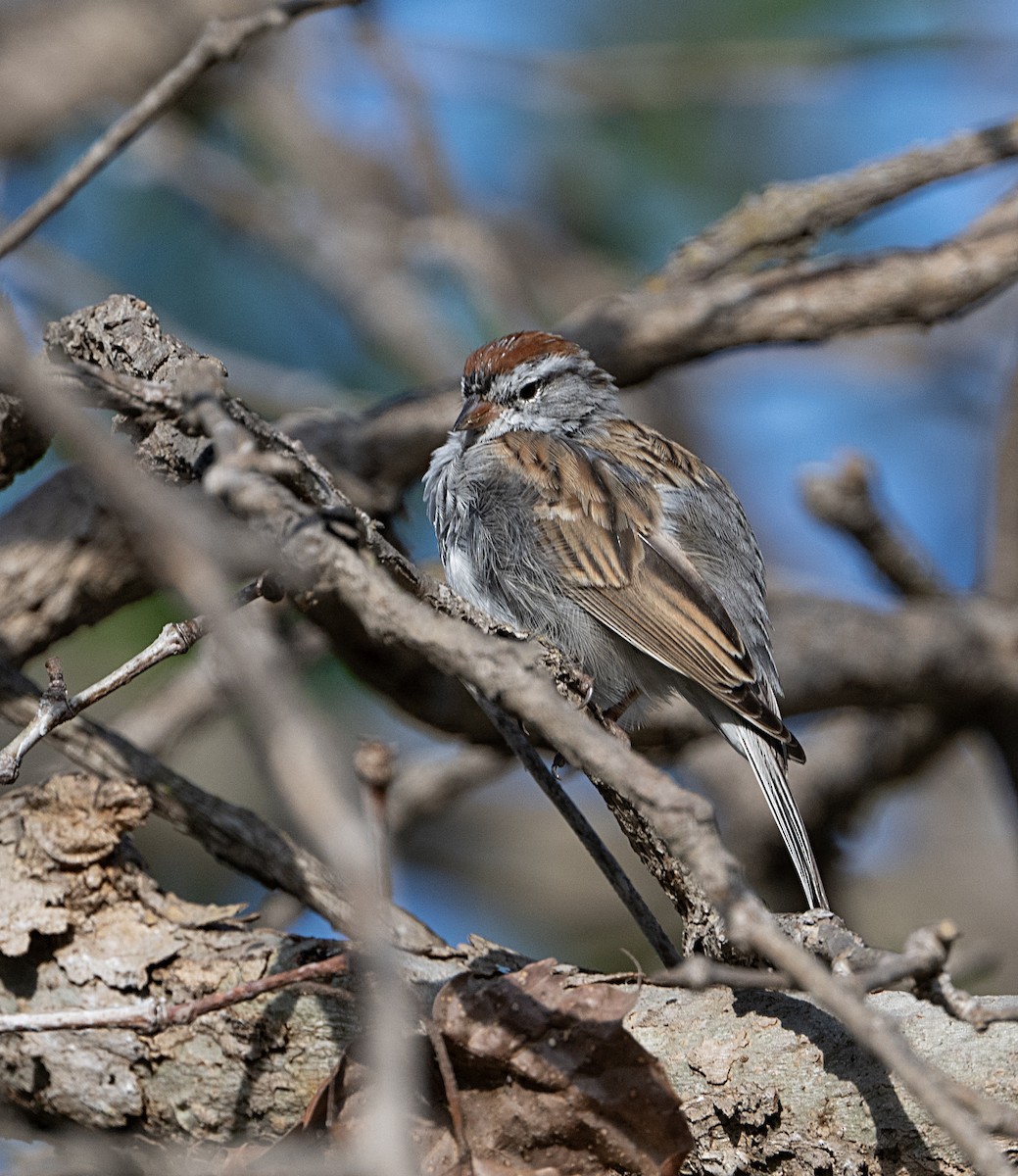 Chipping Sparrow - ML652546629