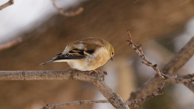 čížek žlutý - ML652547447